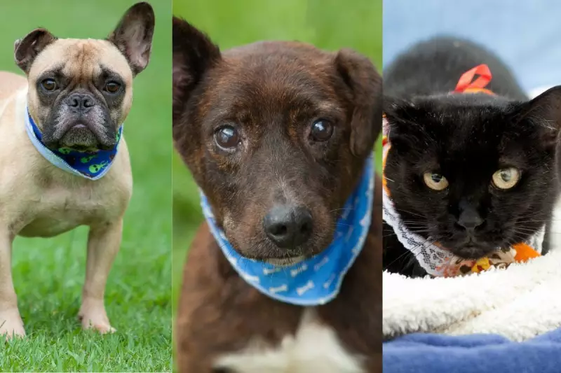 De Senhorzinho Pacato a Simba: Conheça os Pets para Adoção em Joinville