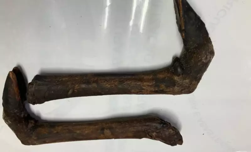 Defesa Agropecuária apreende patas de animais e evita risco de febre aftosa no Brasil