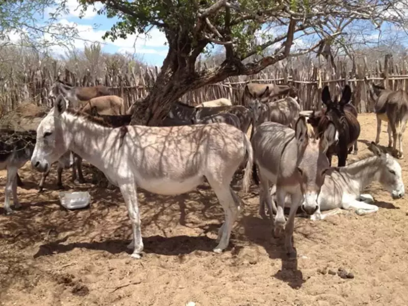 Demanda chinesa por gelatina ameaça jumentos brasileiros de extinção