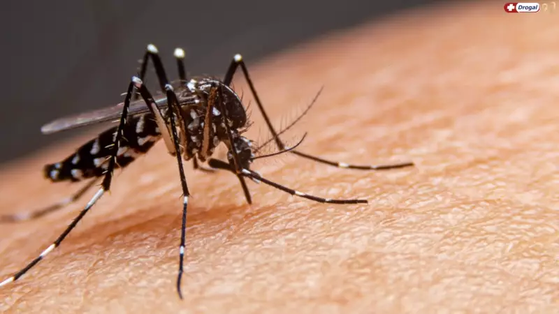 Dengue: Conheça os principais sintomas e quando buscar ajuda médica