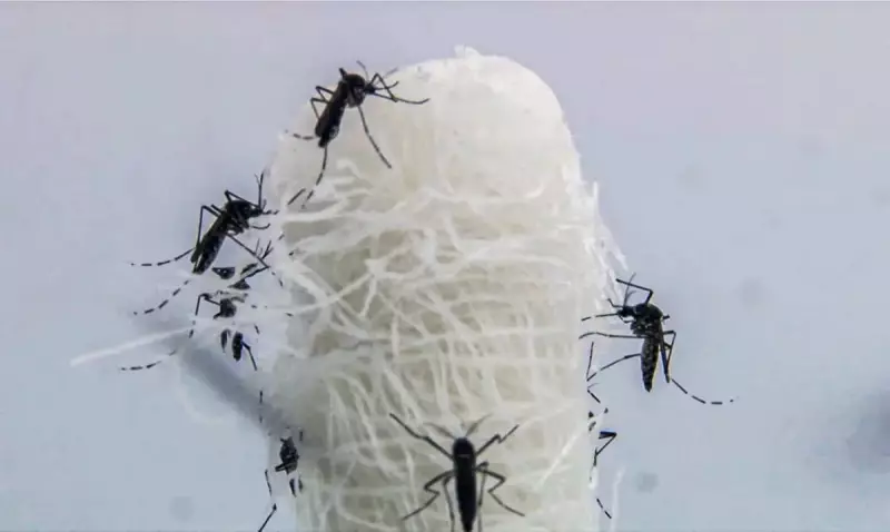 Dengue em Americana: cidade registra 28 mortes em 2025 e alerta para epidemia