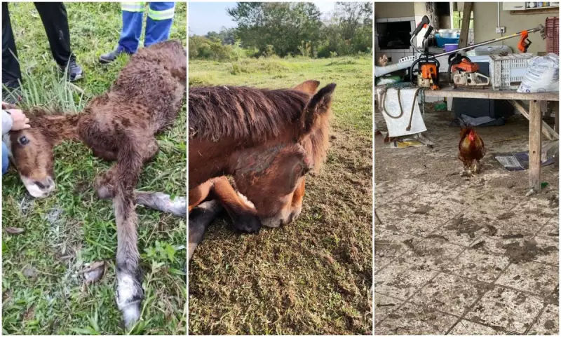 Denúncia de maus-tratos a animais choca Santa Catarina: animais encontrados em estado crítico em fazenda