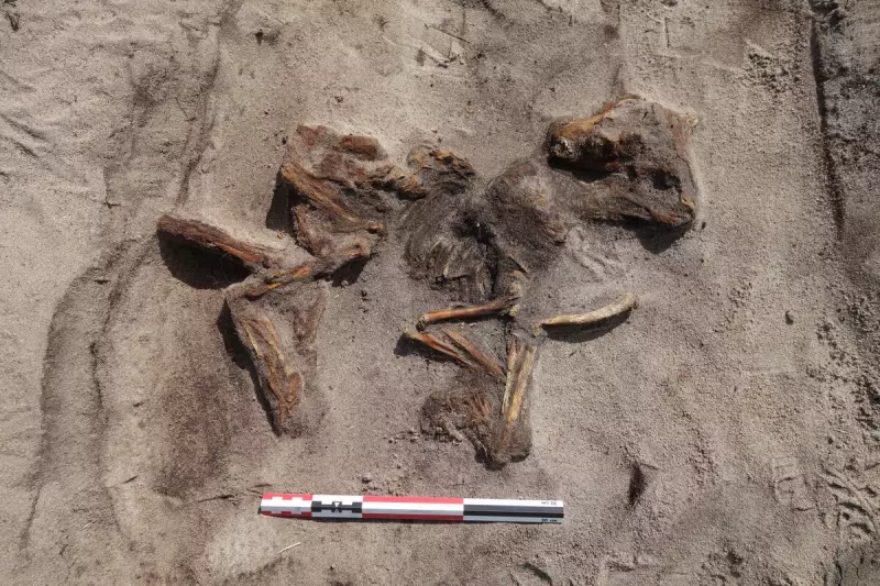 Descoberta arqueológica na Noruega revela túmulo viking com mulher e cachorro