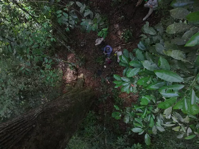 Descoberta histórica: Maior jequitibá-rosa do Brasil é encontrado por pesquisador da UFV em MG