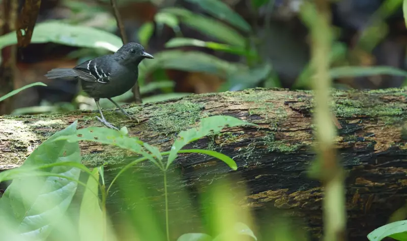 Descoberta surpreendente: quase 3 mil espécies encontradas em área ameaçada pelo garimpo na Amazônia