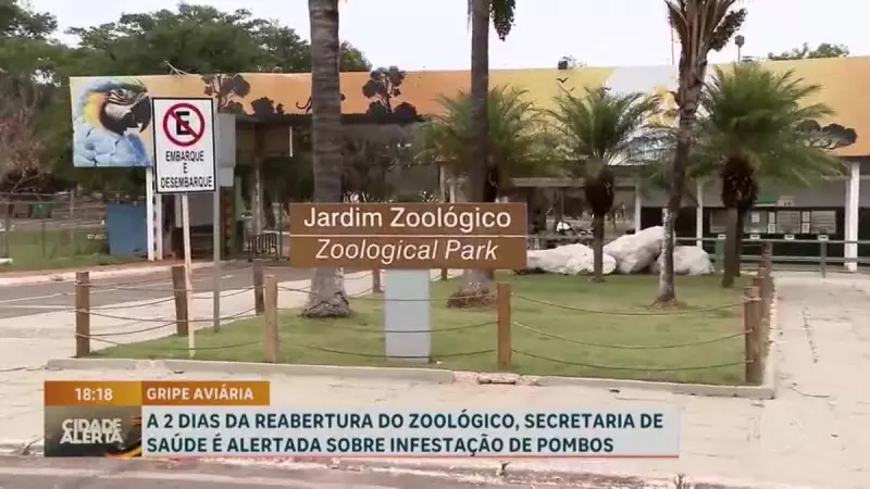 DF intensifica vigilância após alerta de infestação de pombos e risco de gripe aviária