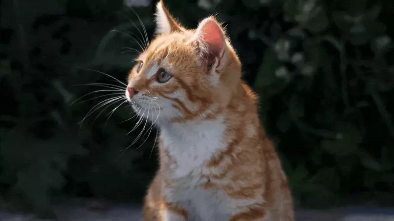 DF oferece mais de mil vagas para castração gratuita de cães e gatos; saiba como se inscrever
