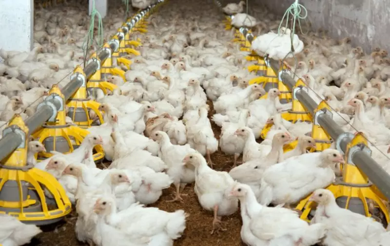 DF proíbe eventos pecuários com aglomeração de aves por 60 dias para evitar gripe aviária
