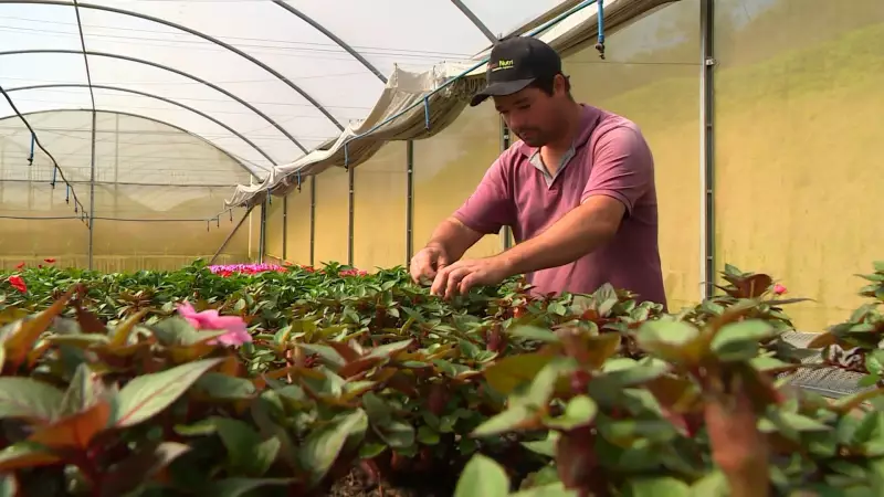 Dia dos Namorados aquece produção de flores no Espírito Santo: saiba como a data impulsiona o agronegócio
