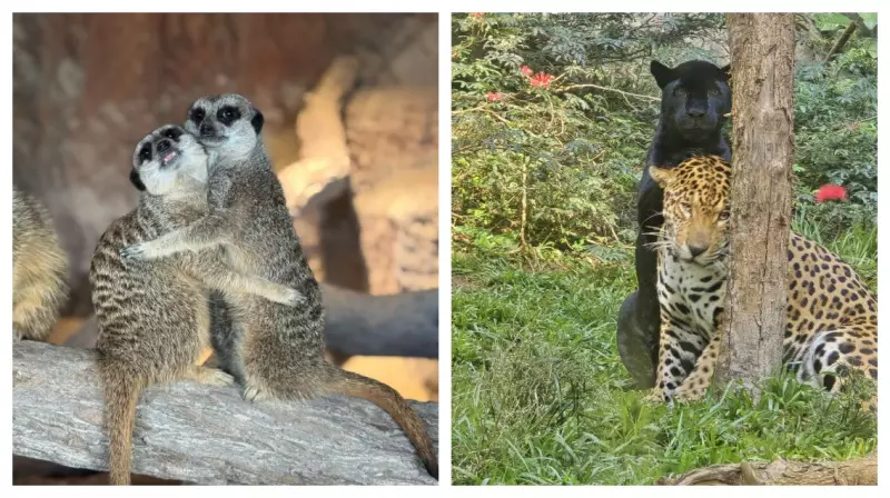 Dia dos Namorados no Zoológico de SP: Monogamia Selvagem, Afeto e Muito Carinho entre os Animais