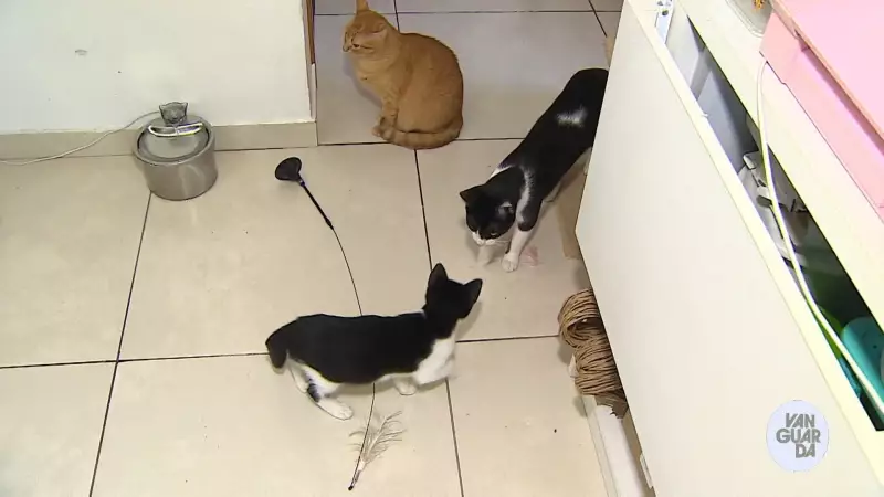 Doenças contagiosas em gatos: conheça as que não têm cura e como proteger seu pet