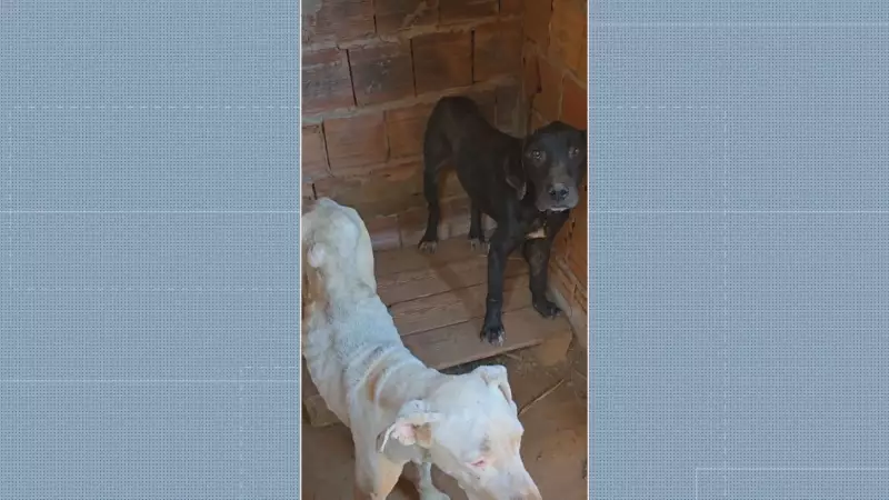 Dois homens são presos por maus-tratos a animais em Ceilândia, DF