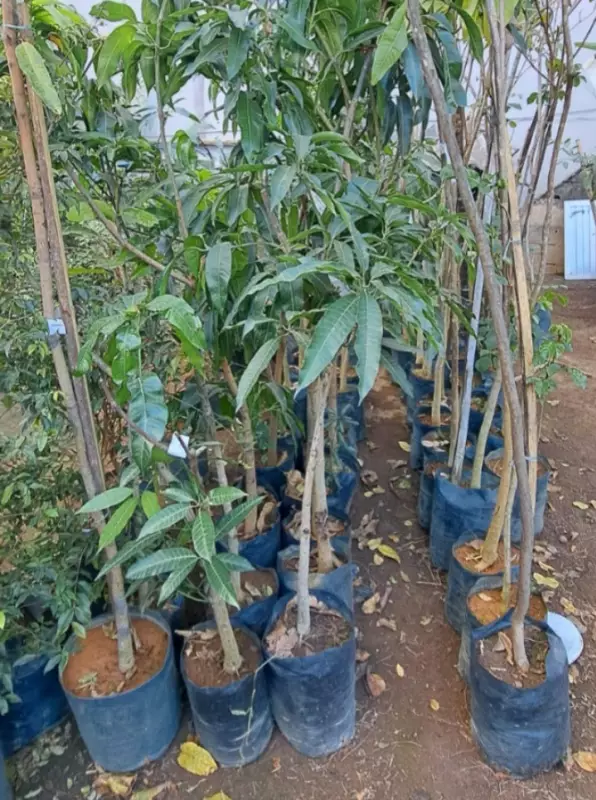Dono de floricultura é preso em Divinópolis por furtar R$ 300 mil em plantas de concorrente