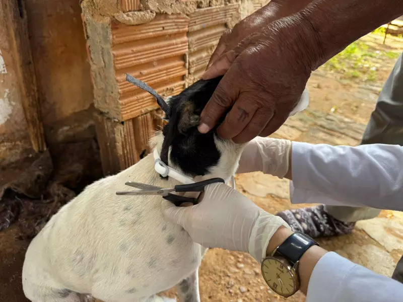 Dracena intensifica combate à leishmaniose com encoleiramento de cães em ação preventiva