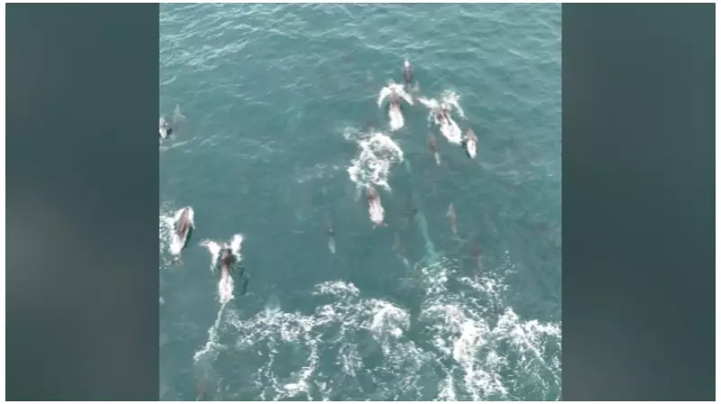 Drone flagra espetáculo raro: dezenas de golfinhos brincam no litoral de Santa Catarina
