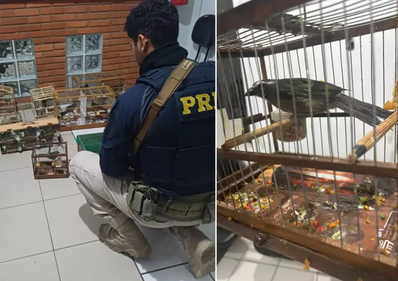 Dupla é presa por transportar mais de 20 aves em condições cruéis na Rodovia Régis Bittencourt, SP