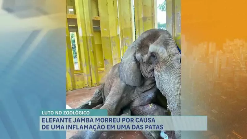 Elefante branco morre no Zoológico de BH após quase 30 anos: saiba os detalhes