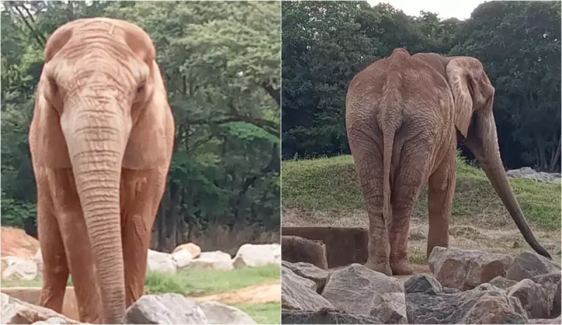 Elefante do Zoológico de BH que morreu será exposto no Museu de Ciências Naturais