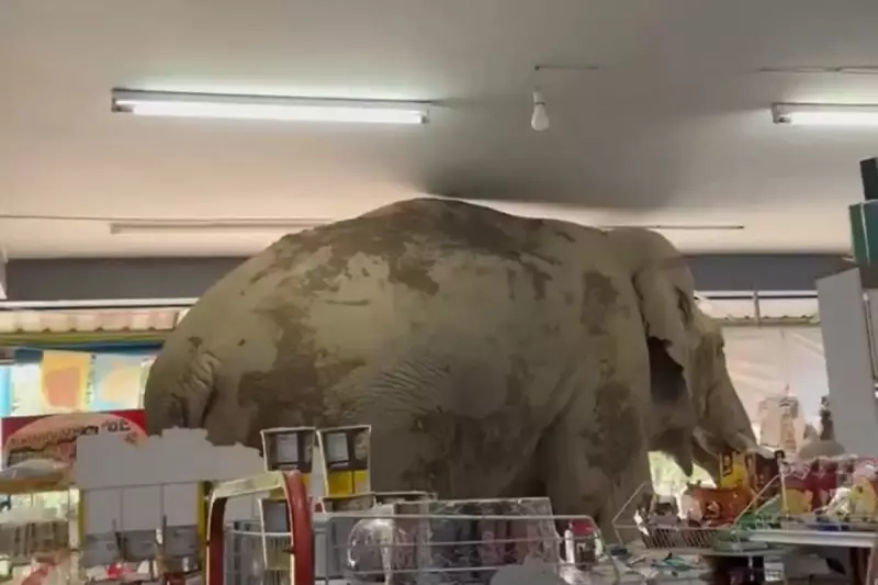 Elefante invade loja de conveniência em busca de lanche na madrugada — veja o vídeo!