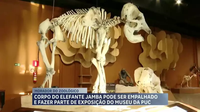 Elefante Jamba será preservado e ganhará espaço no Museu de Ciências Naturais da PUC Minas