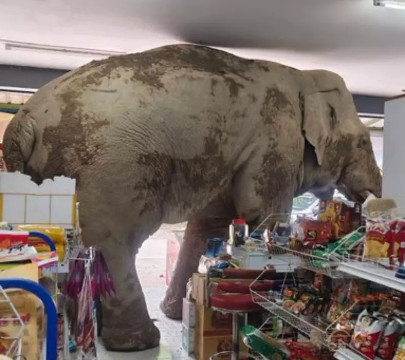 Elefante selvagem invade loja de conveniência na Tailândia em busca de comida