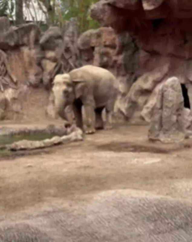 Elefante vira herói ao salvar gazela de afogamento em zoológico da Guatemala — Assista ao vídeo emocionante!