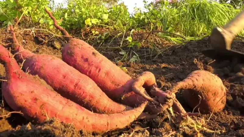 Embrapa inova com alimentos biofortificados para combater a desnutrição no Brasil