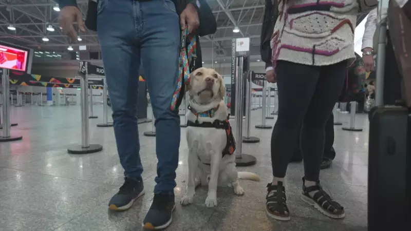 Emocionante reencontro: Cachorro Teddy e criança autista se reencontram em Portugal