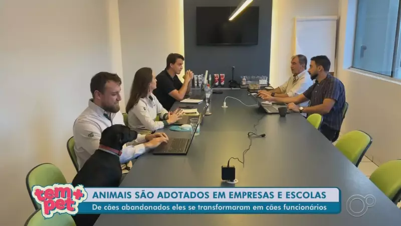 Empresas do interior de SP adotam animais resgatados das ruas em iniciativa inspiradora