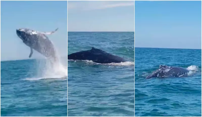 Encontro emocionante: Pescadores ficam cara a cara com baleias em Santa Catarina — Veja o vídeo!