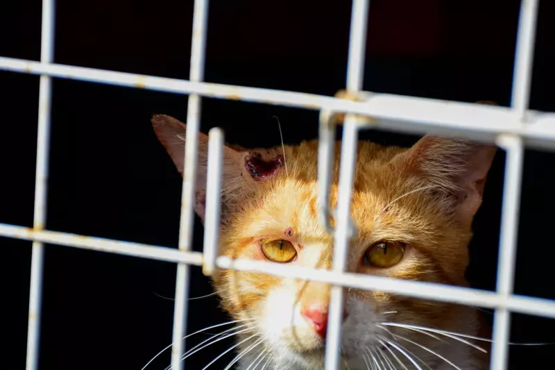 Esporotricose: Casos humanos e animais confirmados no interior de SP — saiba como se proteger