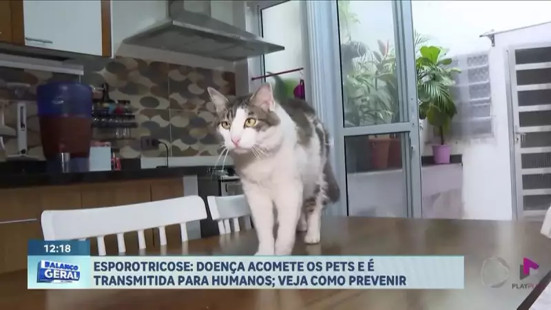 Esporotricose em pets: Baixada Santista registra aumento de casos e alerta tutores