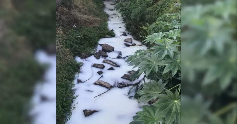 Espuma misteriosa em rio de SC intriga moradores e mobiliza órgão ambiental