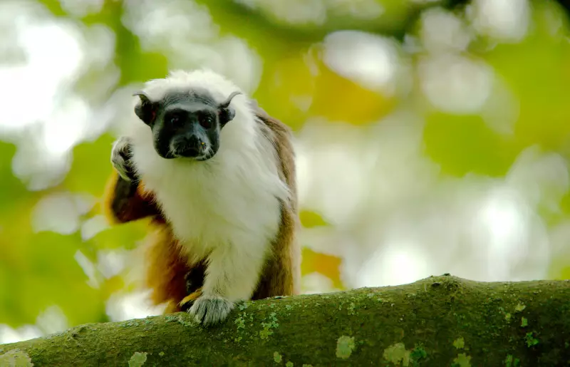 Estudo alarmante: Amazônia perde habitat de aves e primatas mesmo no melhor cenário climático