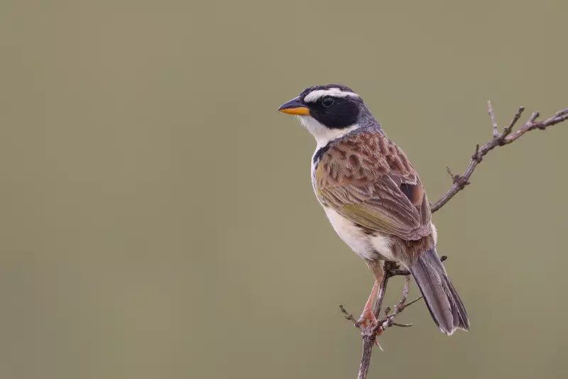 Estudo revela 8 espécies em risco de extinção em fragmentos florestais de Piracicaba