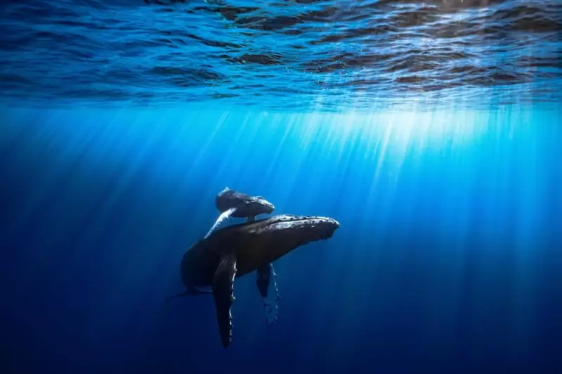 Evento científico no Amapá discute saúde dos oceanos e sustentabilidade: confira a programação