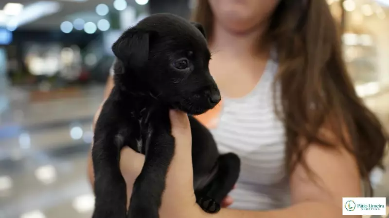 Evento de adoção de filhotes no Pátio Limeira Shopping: encontre seu novo melhor amigo!