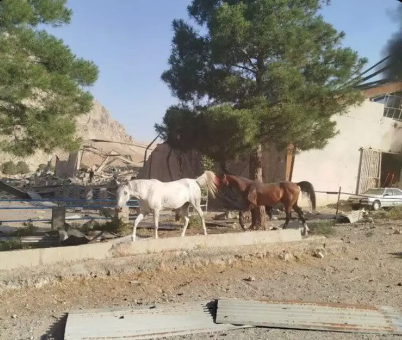 Explosão de míssil no Iraque mata 50 cavalos de corrida: tragédia abala comunidade equestre