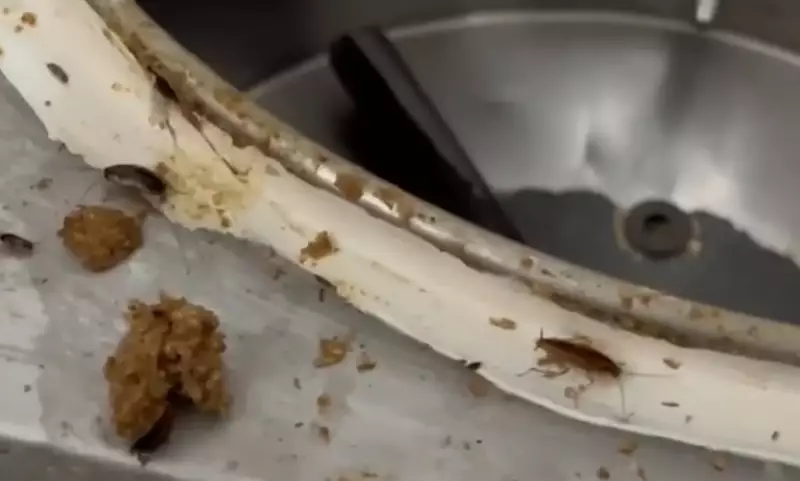 Fábrica de salgados interditada flagrada funcionando com infestação de moscas e baratas no RJ