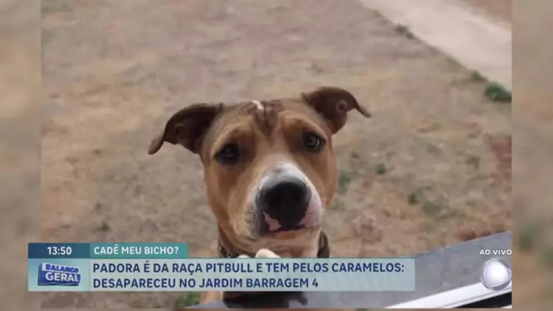 Família busca desesperadamente por Pandora, cadela desaparecida em Águas Lindas de Goiás