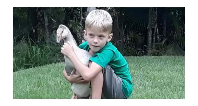 Família de SC em busca de Oliver: o ganso desaparecido que conquistou corações