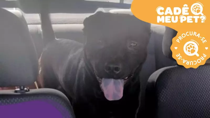Família na Serra busca por cão desaparecido: 'Minha filha chora todos os dias'