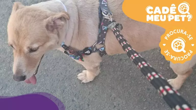 Família oferece recompensa por cão especial desaparecido em Cariacica - ES