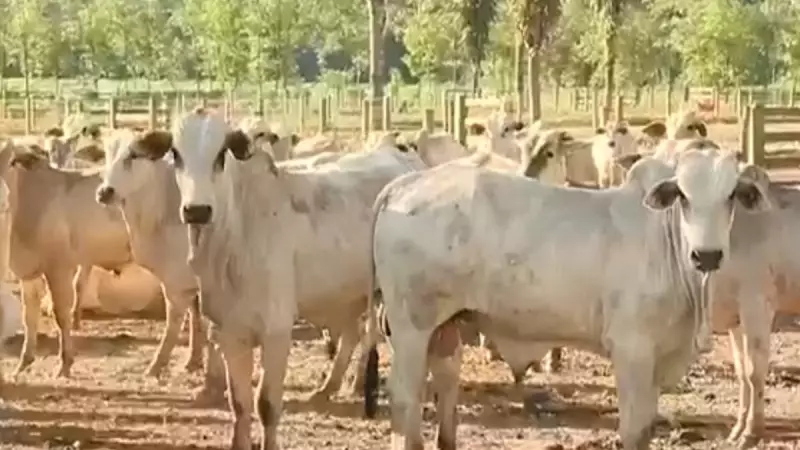 Fazenda na Amazônia investe em tecnologia para produção sustentável e ganha destaque