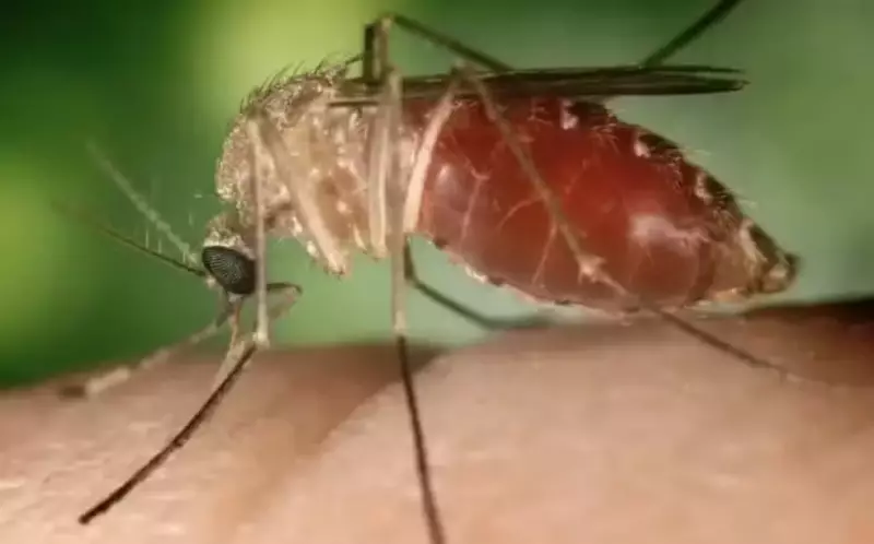 Febre Oropouche: Paraná registra 47 casos, com foco em Adrianópolis