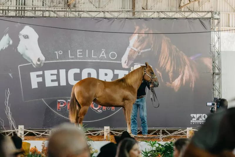Feicorte 2025: Leilões de genética de ponta prometem revolucionar o agronegócio