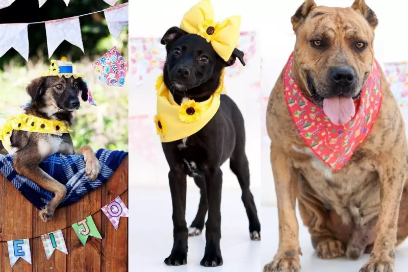 Feira de Adoção Junina em Joinville: Cães do Lambeijo Buscam um Lar Cheio de Amor