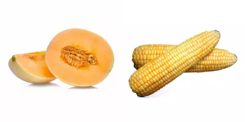 Feira em Holambra: Descubra o melão superdoce e o milho para comer cru!