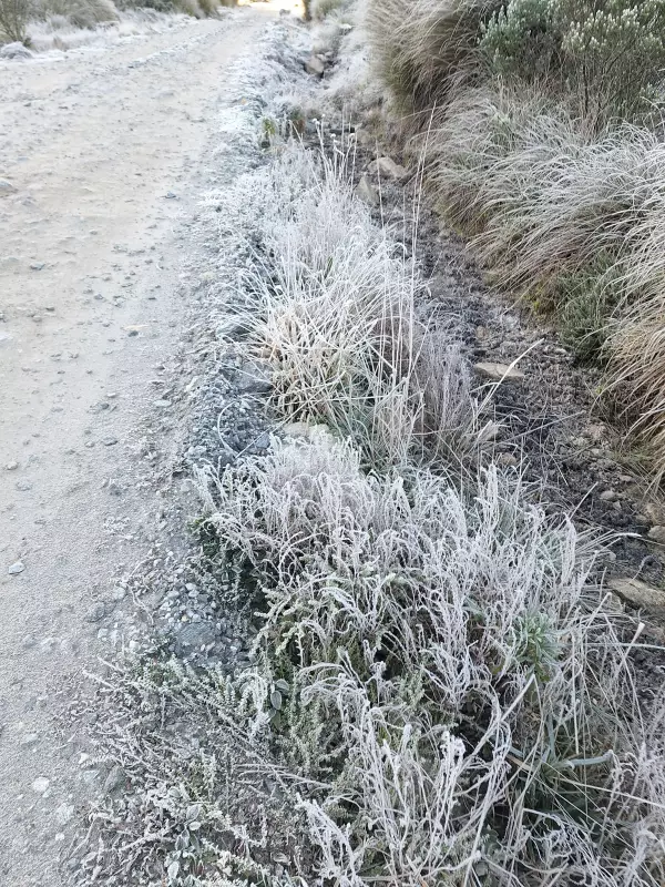 Fenômeno raro: Vegetação do Parque Nacional do Itatiaia amanhece coberta de branco — veja fotos deslumbrantes!