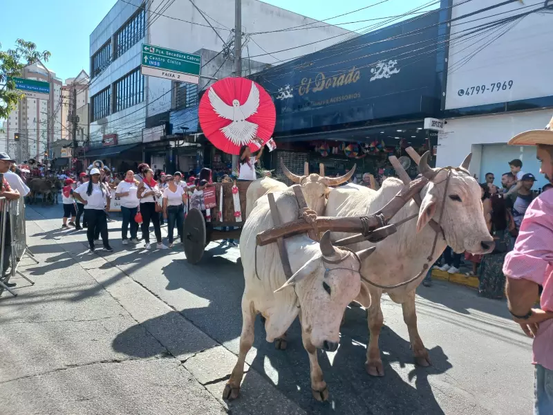 Festa do Divino em Mogi das Cruzes: Mais de 50 mil pessoas esperadas para a emocionante entrada dos palmitos